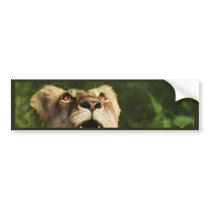 Lion wildlife safari bumper stickers bumper stickers