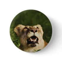 Lion wildlife safari buttons & badges by Rowood Lion wildlife safari buttons & badges