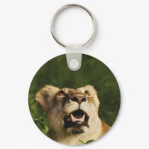 Lion wildlife safari keychains & keyrings by Rowood Lion wildlife safari keychains & keyrings