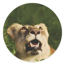 Lion wildlife safari stickers by Rowood Lion wildlife safari stickers