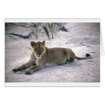 lioness837 card