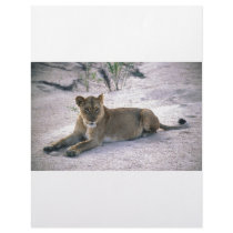 lioness837 letterhead
