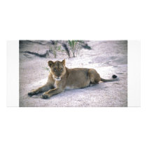 lioness837 photo card