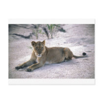 lioness837
