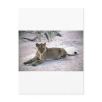 lioness837