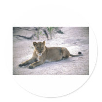 lioness837