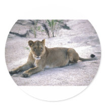 lioness837 round stickers