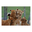 Lioness and Her Cubs posters by JudsonJoyce Lioness and Her Cubs posters