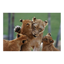 Lioness and Her Cubs posters