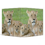 Lioness and Two Cubs, East Africa, Tanzania, binders