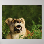 Lioness big cat digital photography poster
