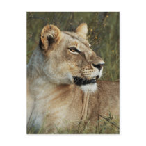 Lioness big cats safari greetings postcards by Rowood Lioness big cats safari greetings postcards