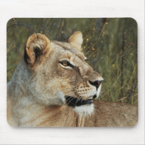 Lioness big cats safari mousepads & mousemats by Rowood Lioness big cats safari mousepads & mousemats