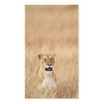 Lioness Business Cards