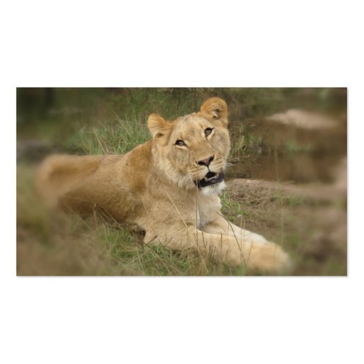 Lioness Business Card (back side)