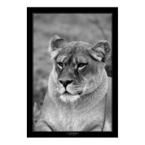 Lioness (BW Version) posters