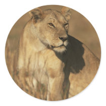 Lioness Camouflaged stickers by alternateworlds Lioness Camouflaged stickers