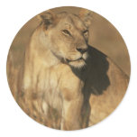 Lioness Camouflaged Round Sticker