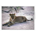 Lioness Cards