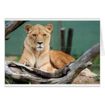 Lioness cards