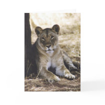 Lioness cards