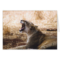 Lioness cards