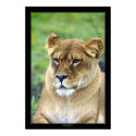 Lioness (Color Version) posters by kmwatts Lioness (Color Version) posters