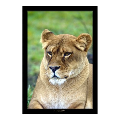 Lioness (Color Version) Print by kmwatts