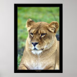 Lioness (Color Version) Print