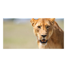 Lioness Customized Photo Card