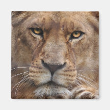 Lioness FAce Big Cat Wildlife Magnet