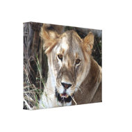 lioness face canvas wrappedcanvas