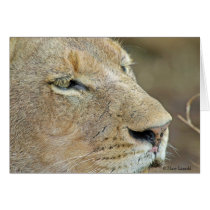 Lioness Face Cards