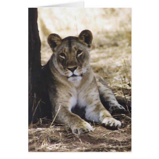 Lioness Greeting Card