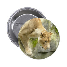Lioness I Buttons