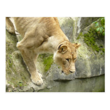 Lioness I Postcards