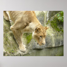Lioness I Posters