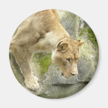 Lioness I Refrigerator Magnet