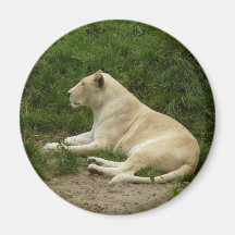 Lioness II Fridge Magnets
