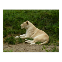 Lioness II Postcard