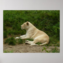 Lioness II Poster