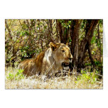 LIONESS IN KENYA AFRICA CARD