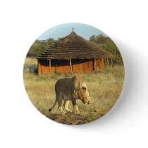 Lioness in Namibia Africa Buttons