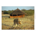 Lioness in Namibia Africa Greeting Card Lioness in Namibia Africa Greeting Card