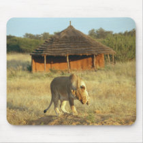 Lioness in Namibia Africa Mouse Pads