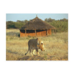 Lioness in Namibia Africa Postcards Lioness in Namibia Africa Postcards