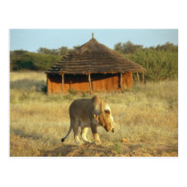 Lioness in Namibia Africa postcards