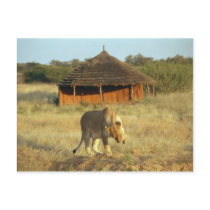 Lioness in Namibia Postcard
