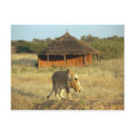 Lioness in Namibia Lioness in Namibia