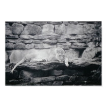 Lioness in repose posters